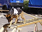 Die Rettungshunde der Fachgruppe Ortung zeigten bei verschiedenen Vorführungen ihr Können.